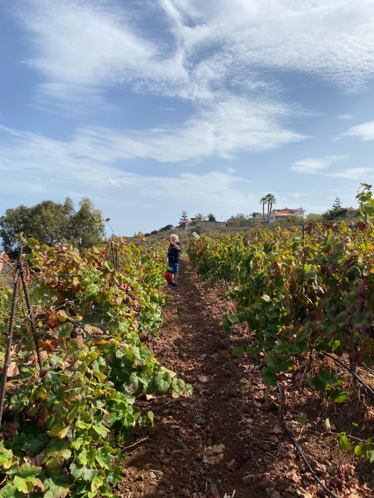 Finca Angelus Apartment Syrah With Amazing Views La Matanza De Acentejo Εξωτερικό φωτογραφία