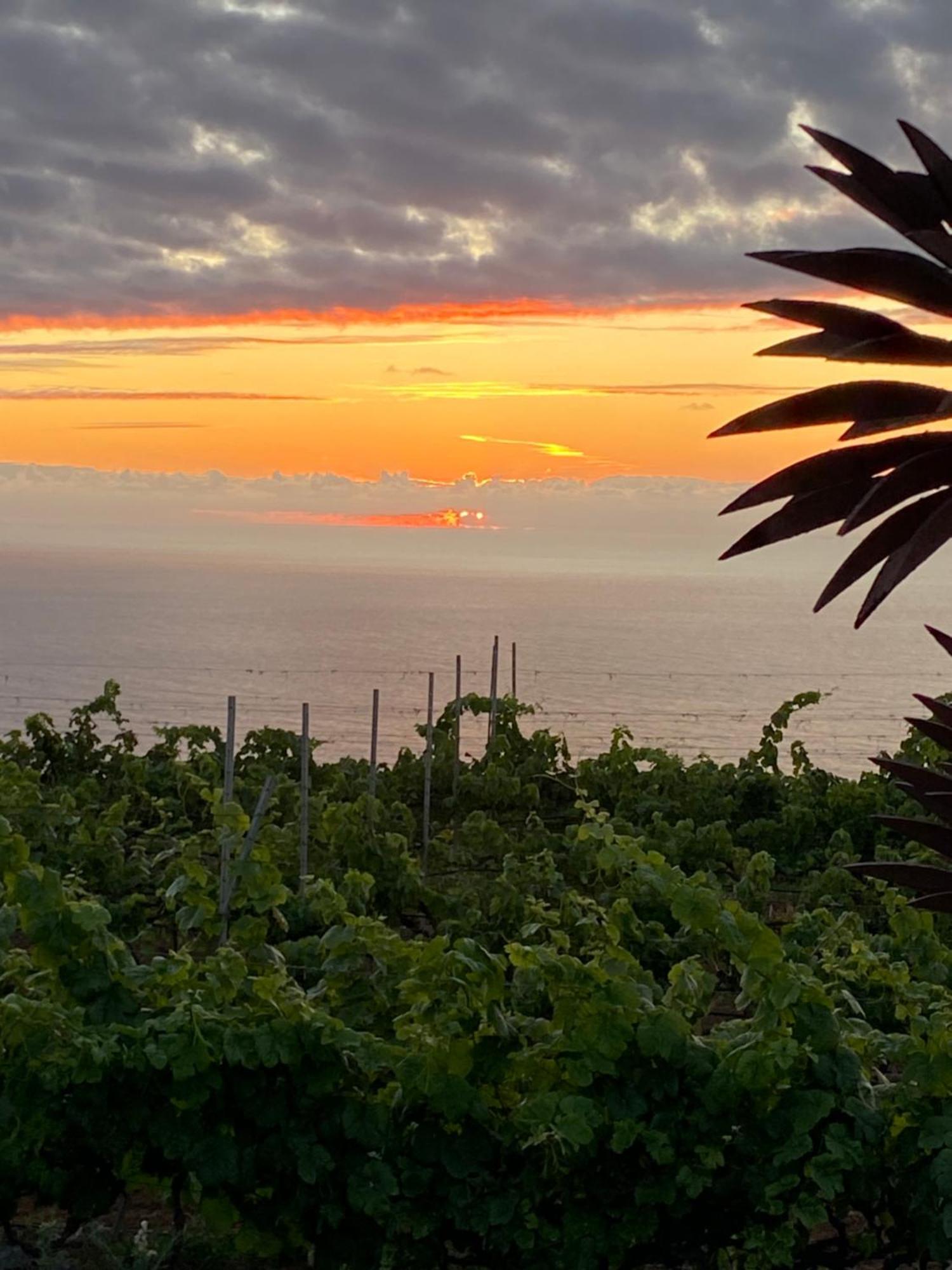 Finca Angelus Apartment Syrah With Amazing Views La Matanza De Acentejo Εξωτερικό φωτογραφία
